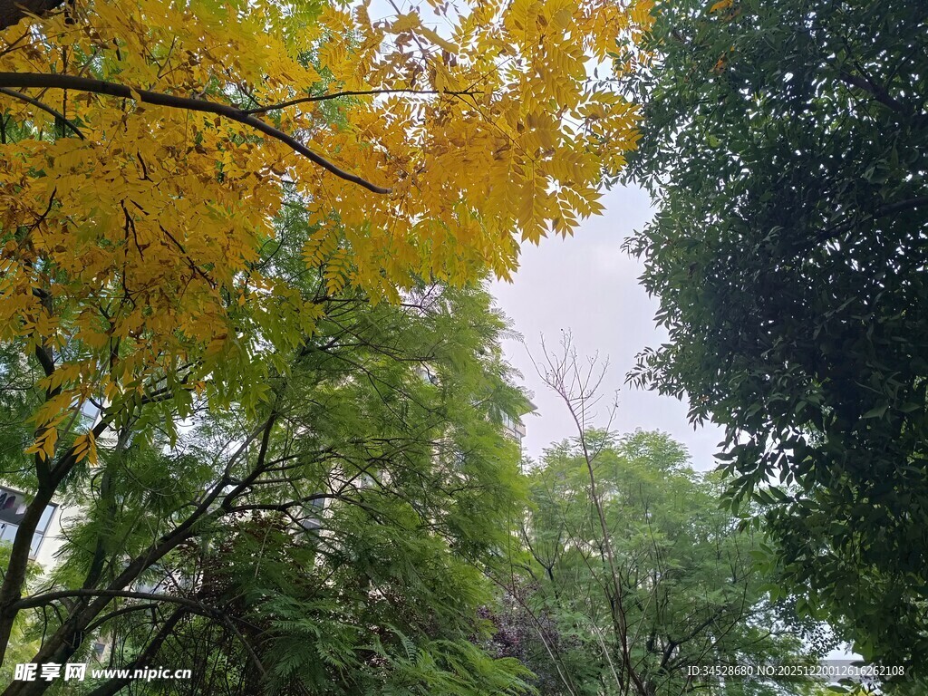 秋日林间黄叶与绿树相映