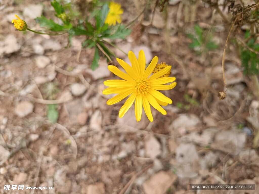 黄色小花绽放于碎石间
