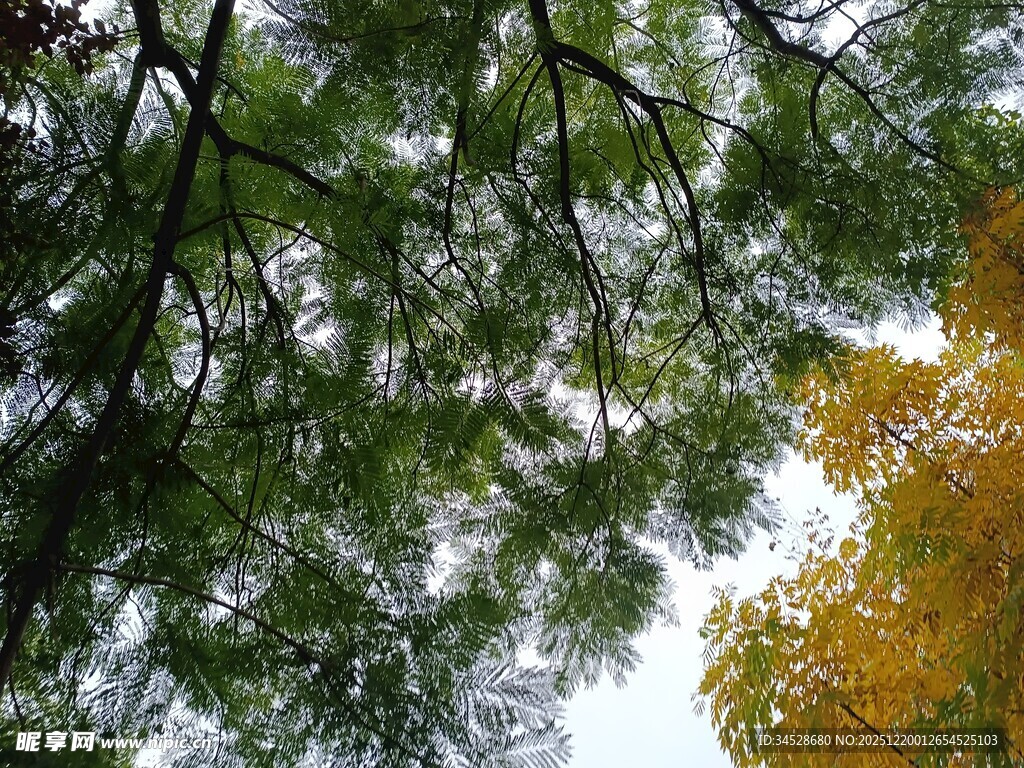 仰观树梢间的黄绿交织