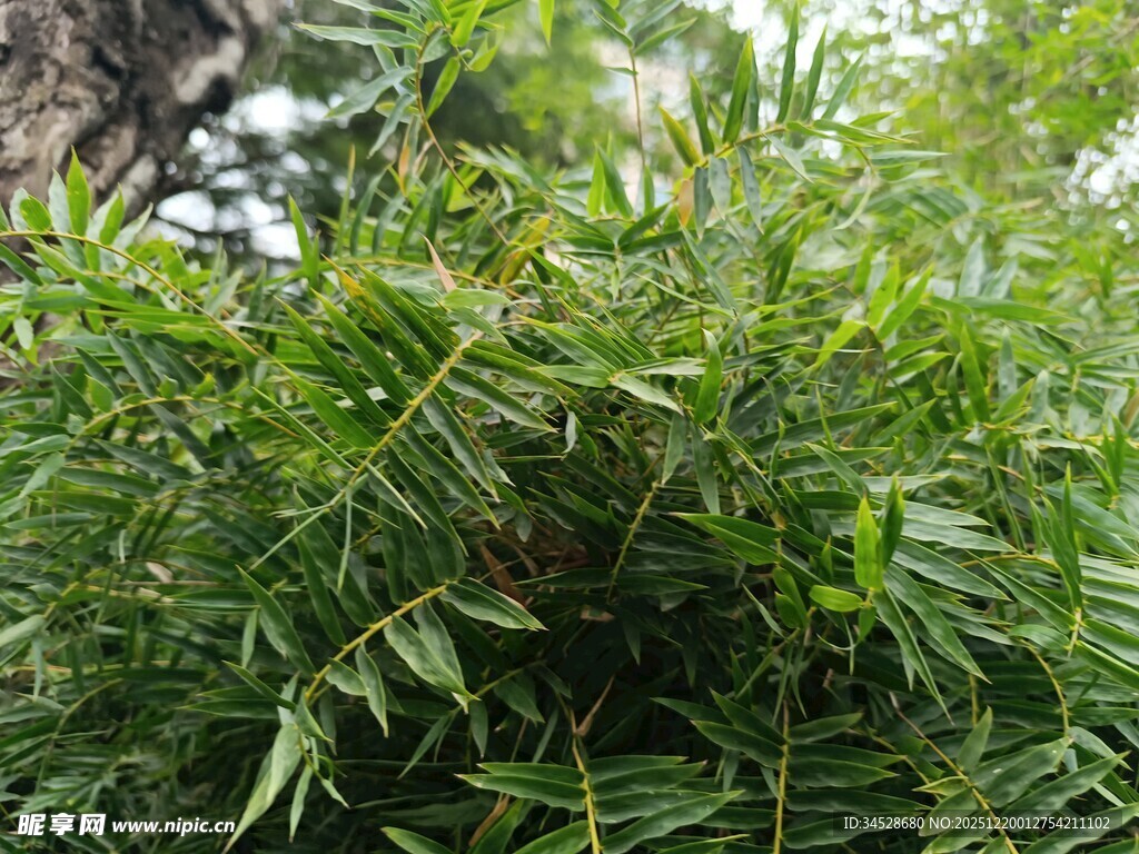 翠绿繁茂的竹林景象