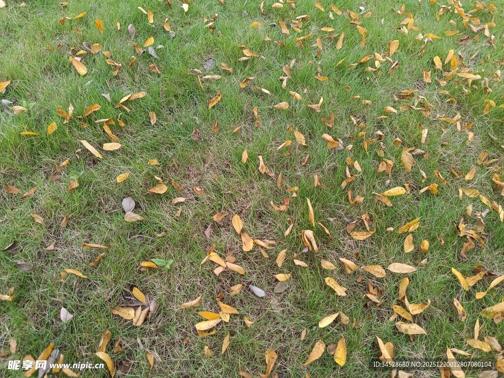 草地上的散落黄叶