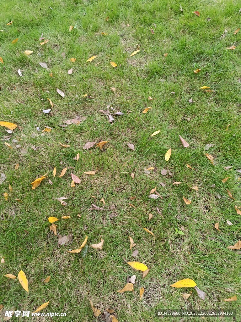 草地上的散落黄叶与小花