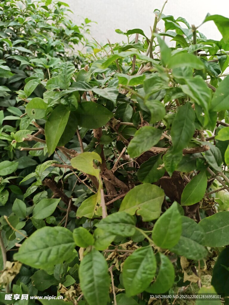 繁茂的绿色植物景观