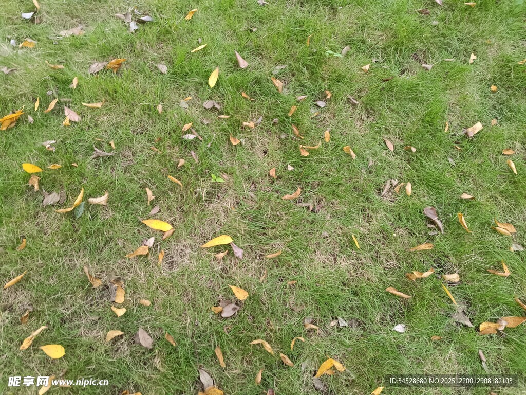 草地上散落的多彩秋叶