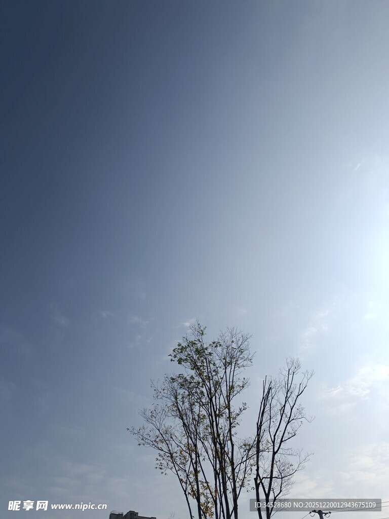 蓝天之下的孤树