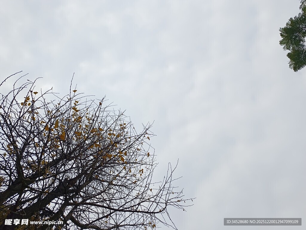 仰视光秃树枝与天空