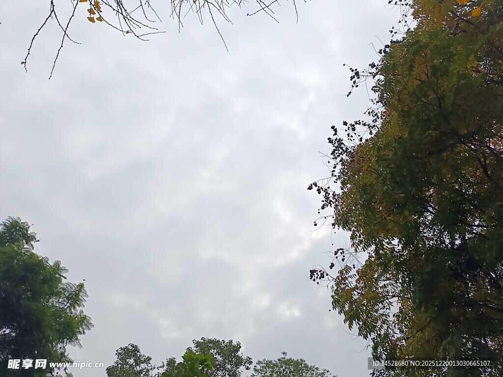 林间树梢上的天空景象