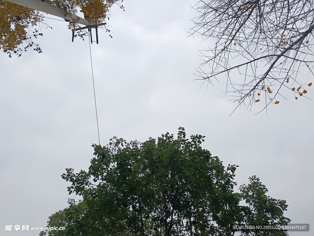 仰视树木与空中枝叶