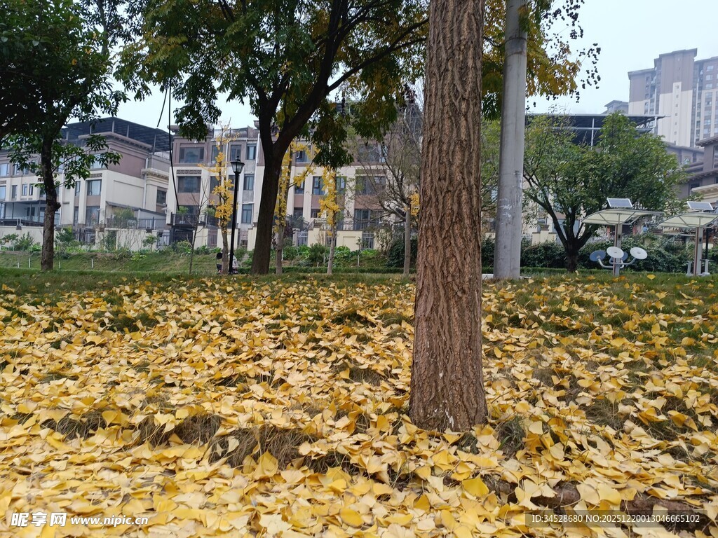 秋日银杏树下的金黄落叶
