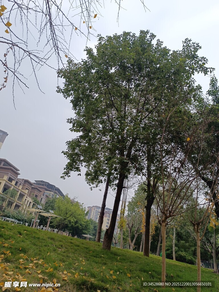 秋日公园树木风景