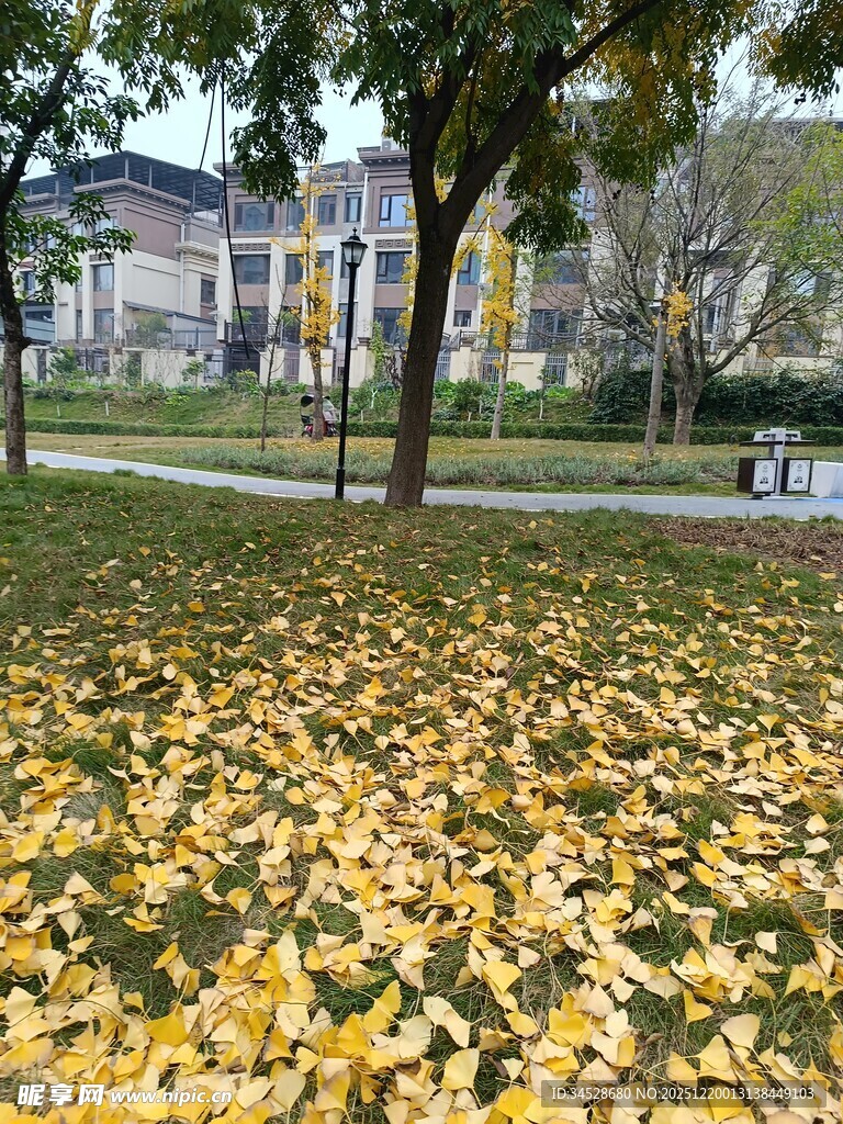 秋日公园满地金黄银杏叶
