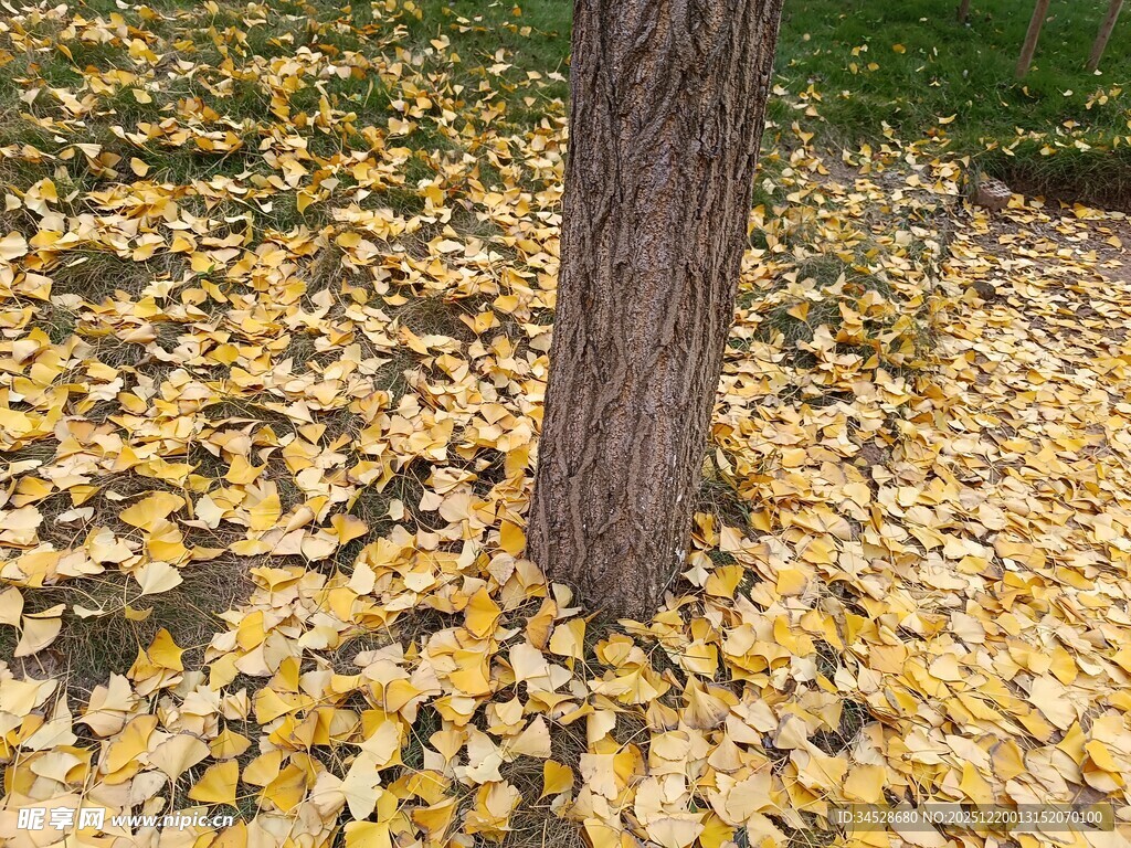 树下金黄银杏叶美景