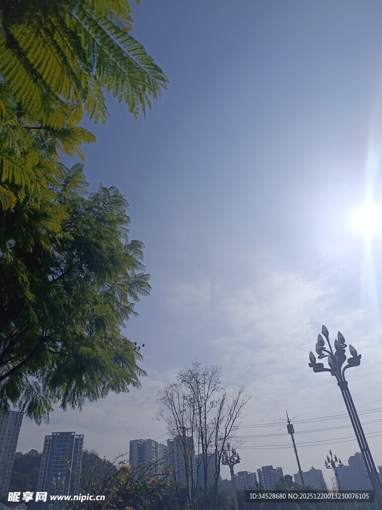 阳光下的城市绿树景观