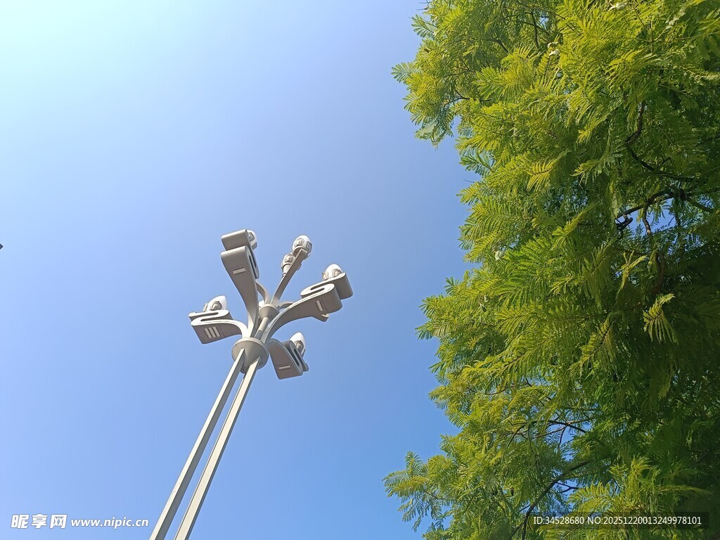 高耸路灯与葱郁绿树