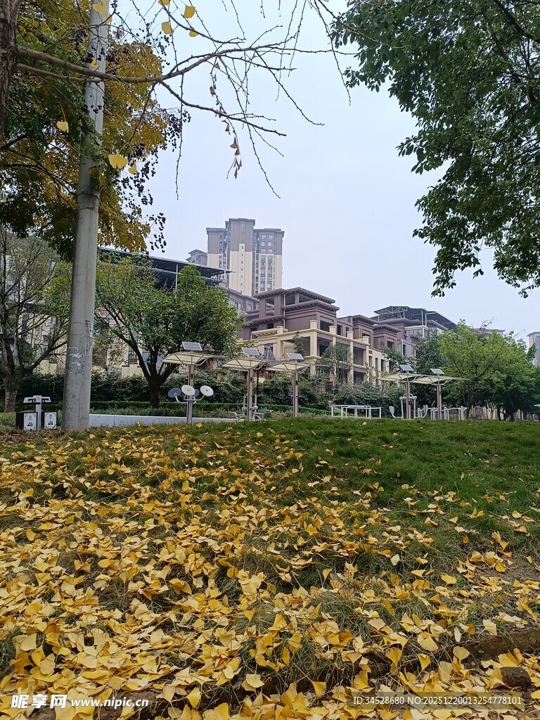 秋日草坪上的金黄落叶