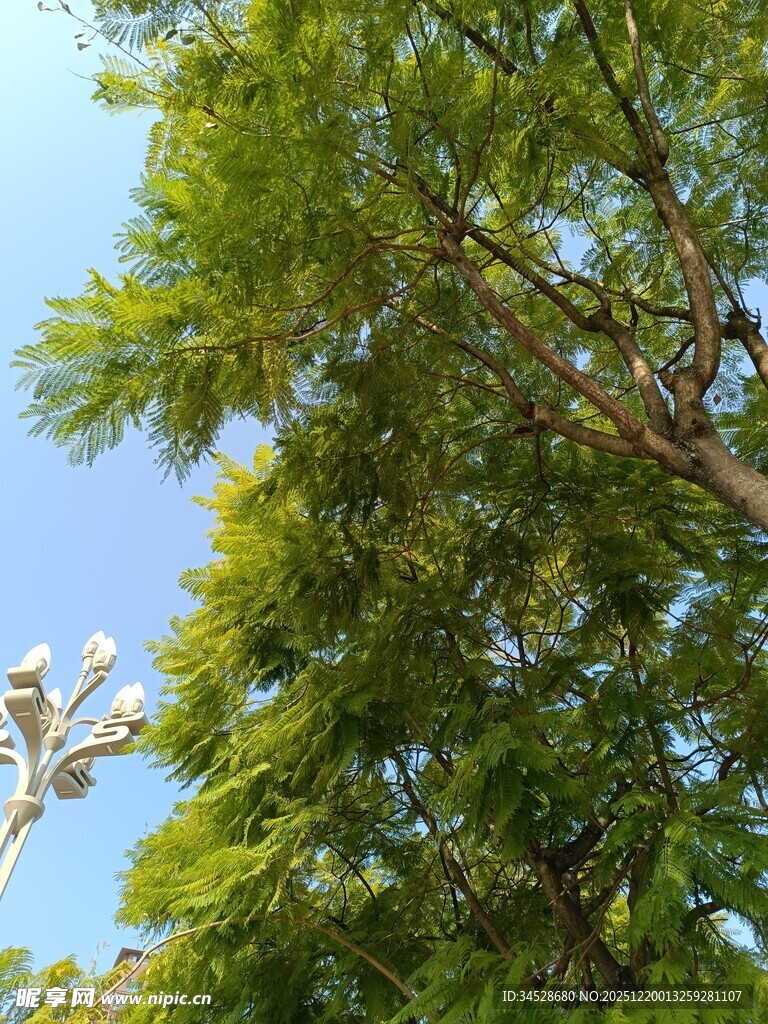 蓝天映衬下的繁茂绿树