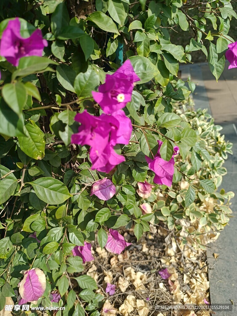 娇艳三角梅绽放于路旁