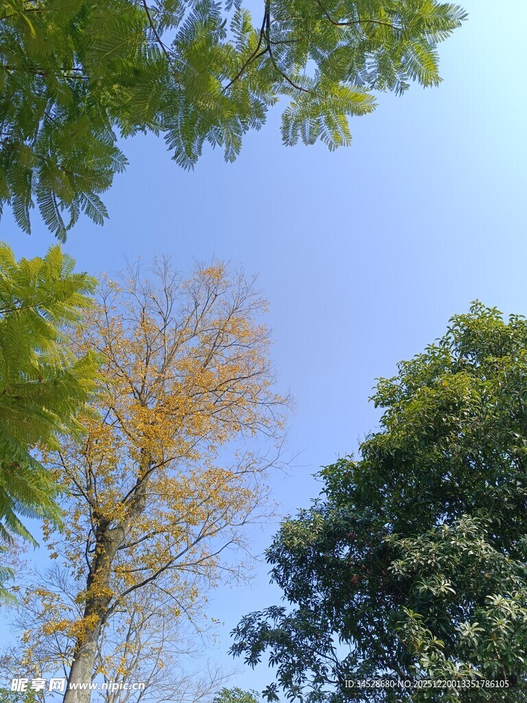 秋日树梢上的多彩景致