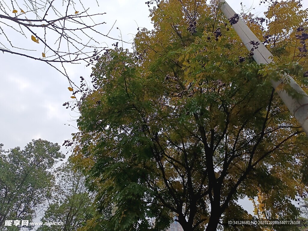 秋日繁茂树木景观