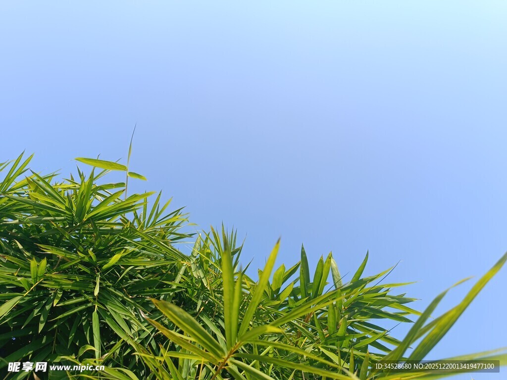 翠绿竹叶映蓝天