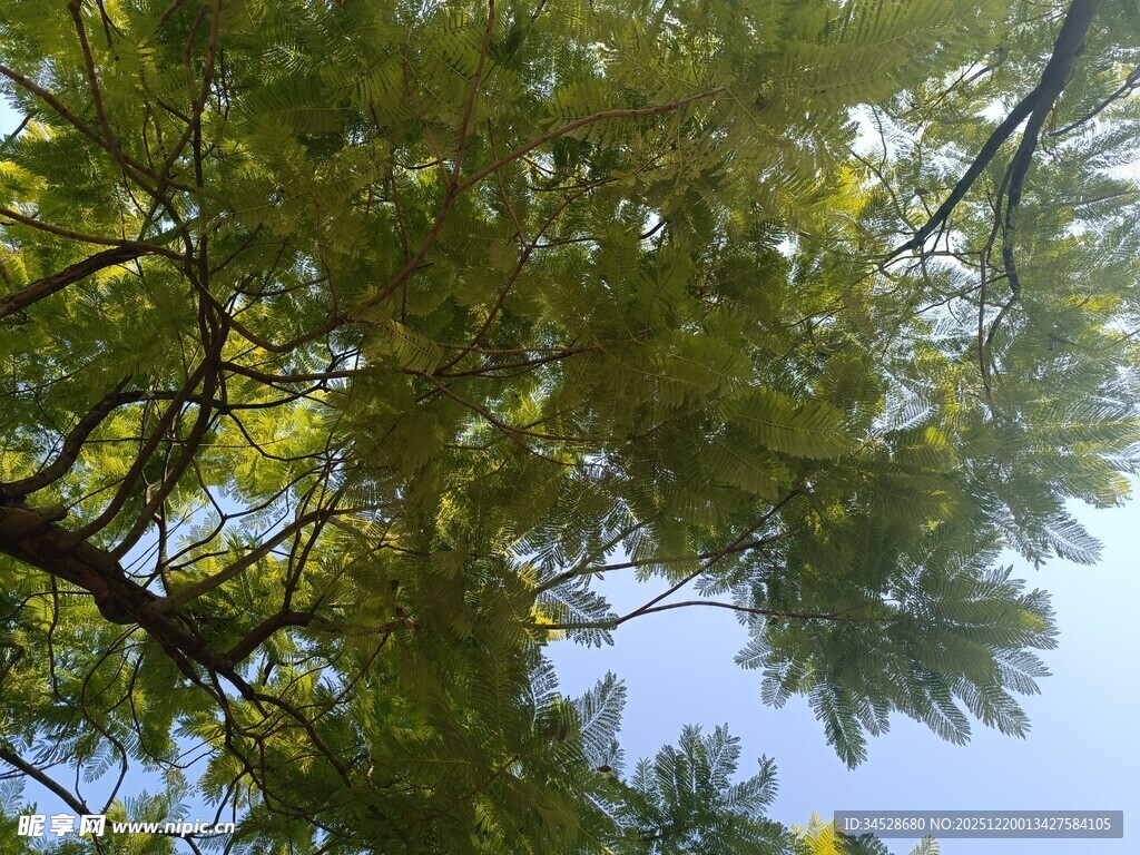 仰视翠绿繁茂的树冠
