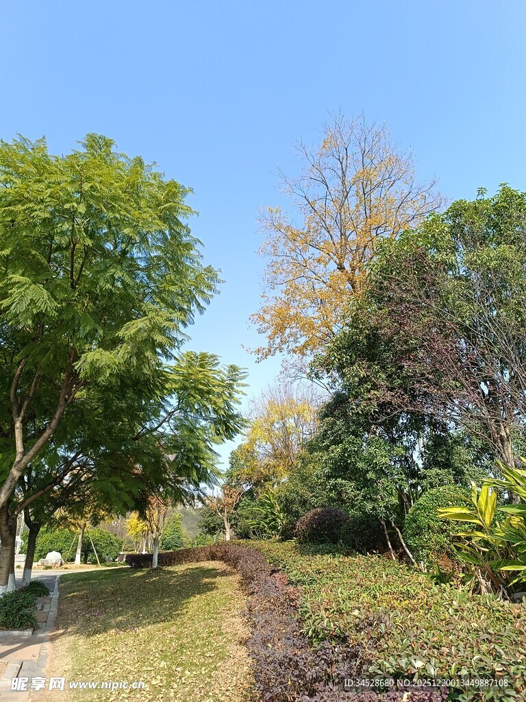 秋日林间小径美景