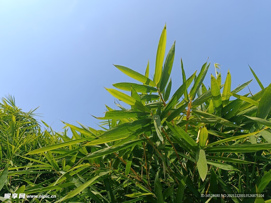 翠绿竹叶与蓝天相映