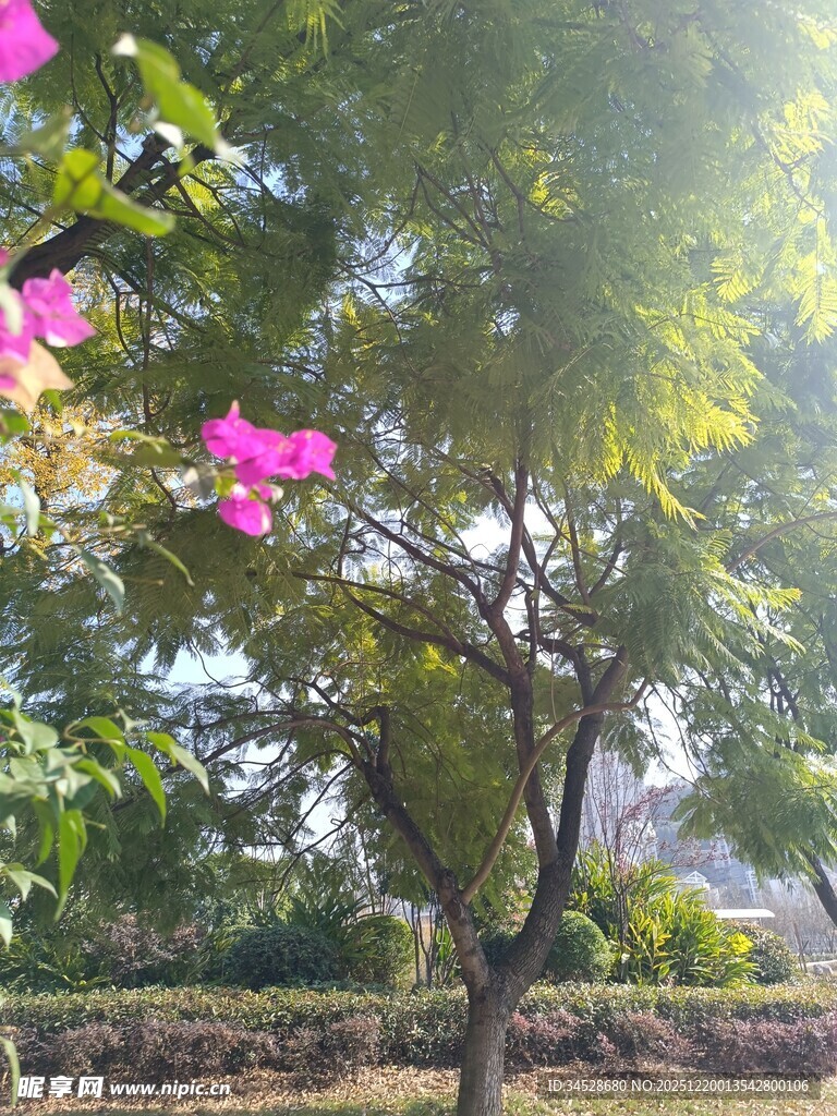 阳光下的繁花绿树