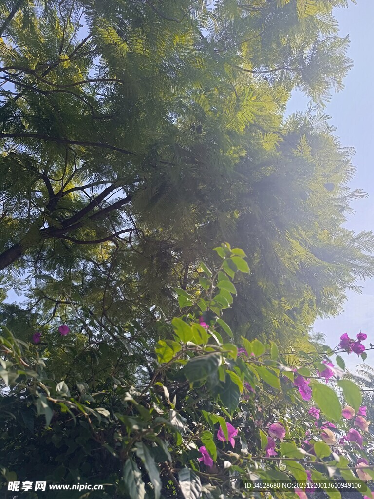 阳光洒落花丛绿树间