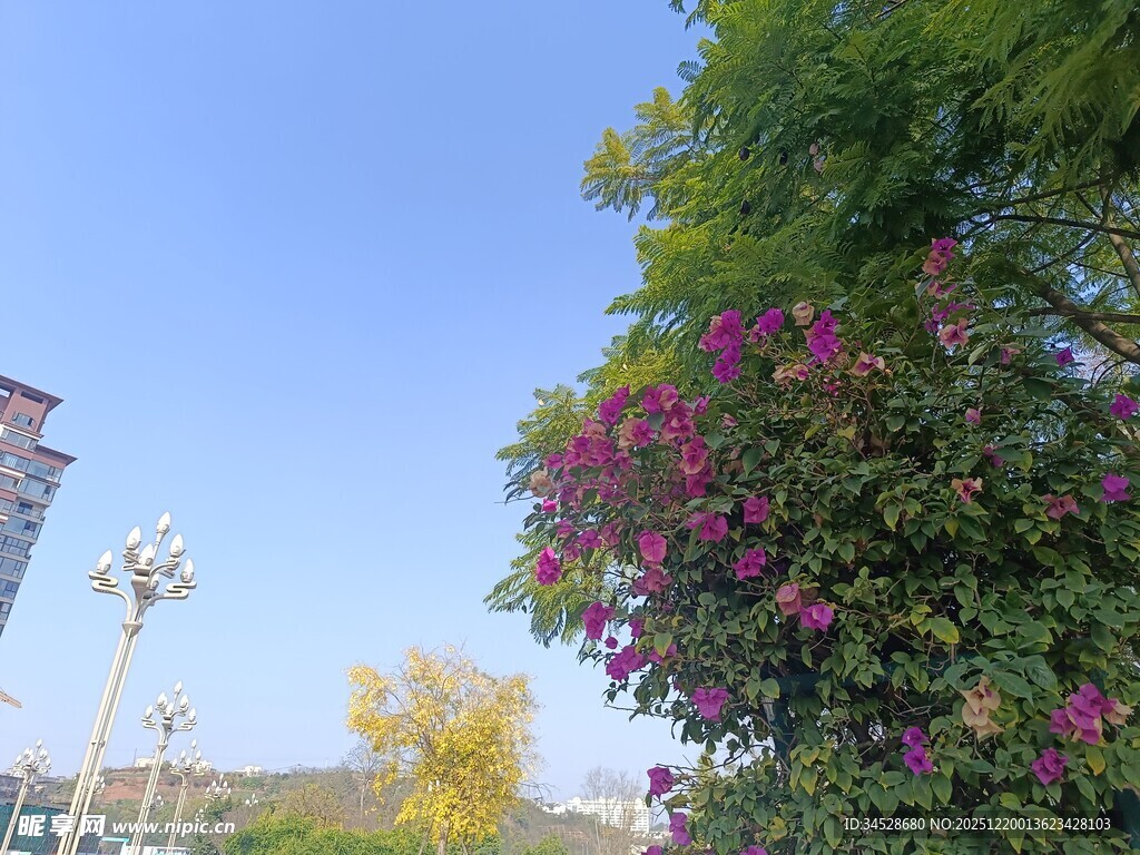 蓝天繁花绿树的美好景致