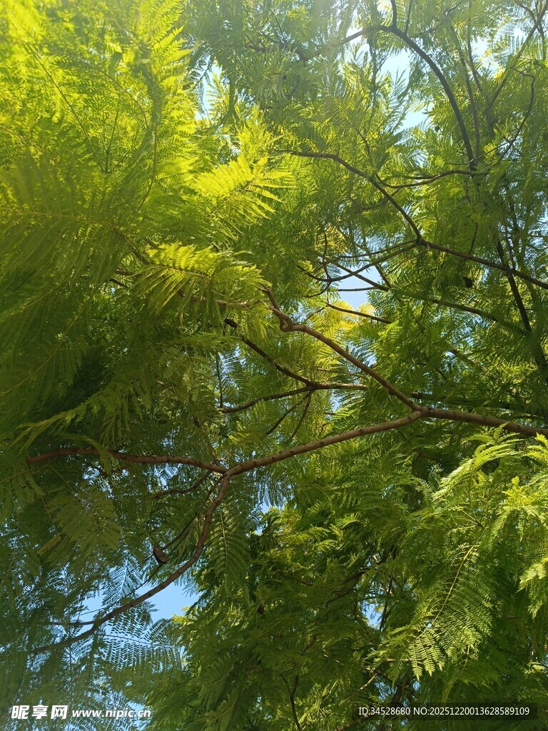 阳光下的翠绿繁茂树枝