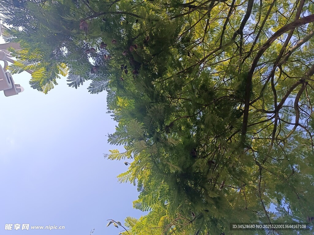 仰视葱郁树林蓝天