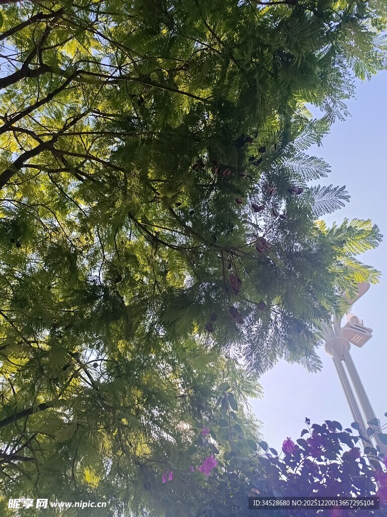 透过枝叶看蓝天