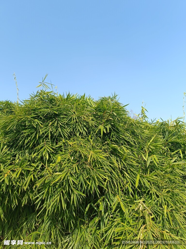 翠绿竹林映蓝天