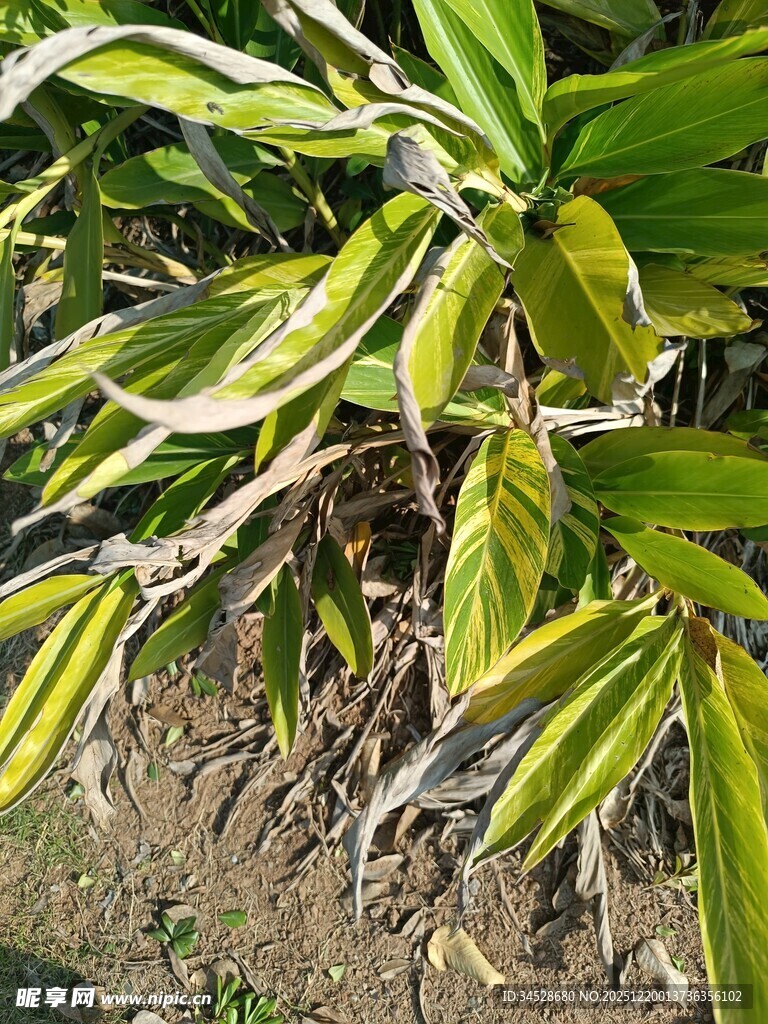 黄绿相间的植物叶片特写