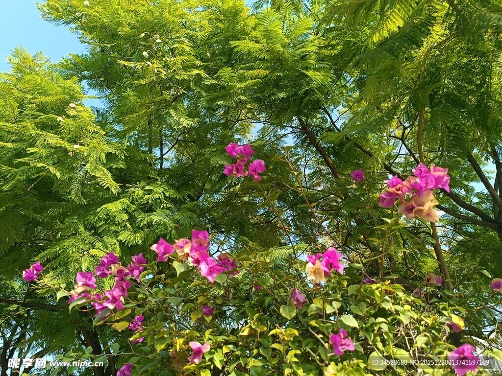 绿叶间绽放的艳丽繁花