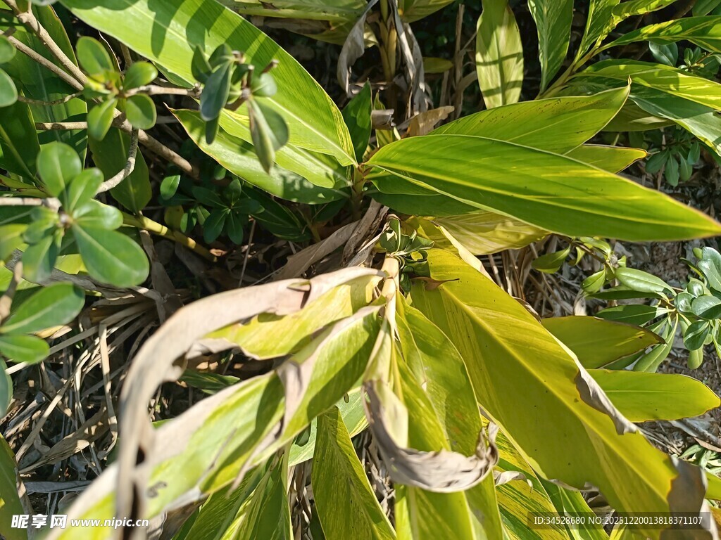 翠绿植物中的枯黄叶片