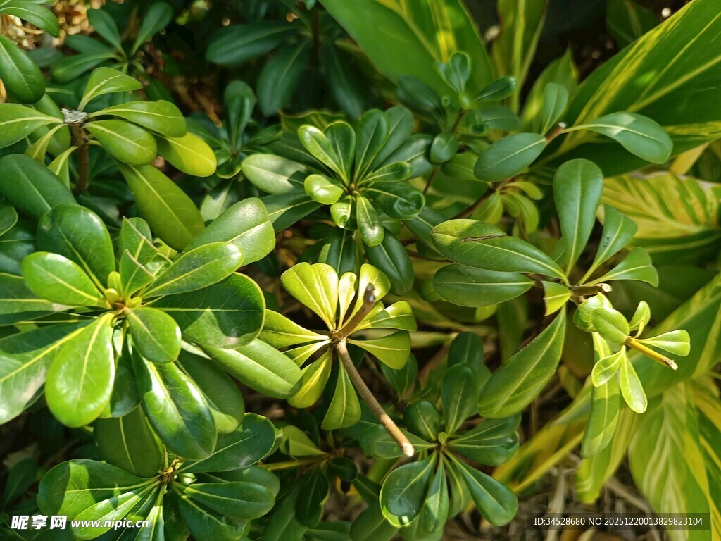翠绿繁茂的植物群落