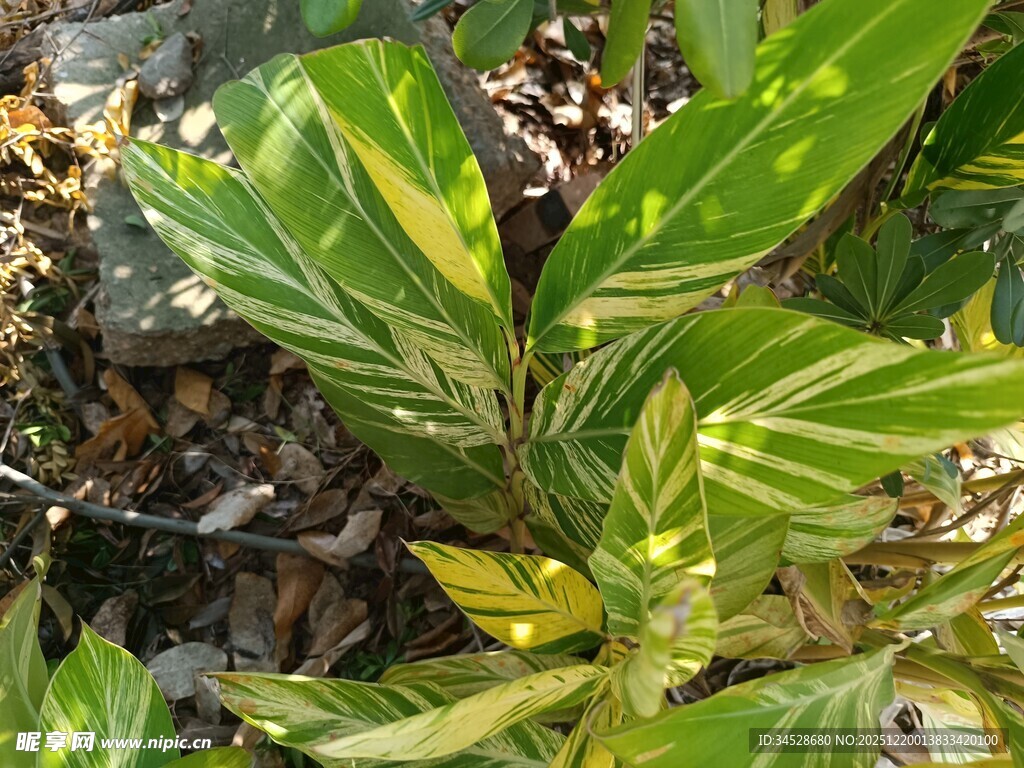 斑斓条纹绿植特写