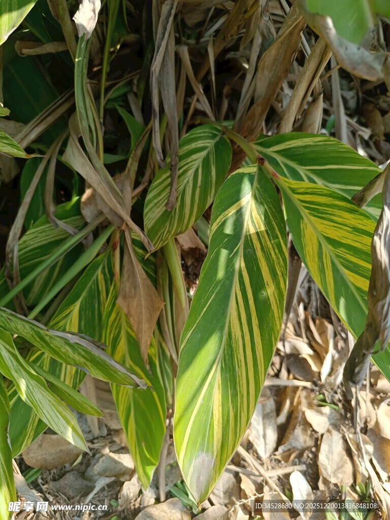 黄绿条纹叶片的植物