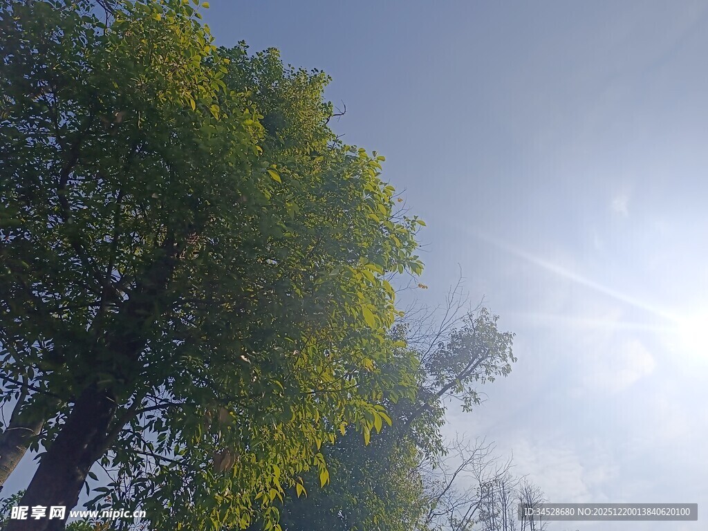 仰视葱郁树木与晴朗天空