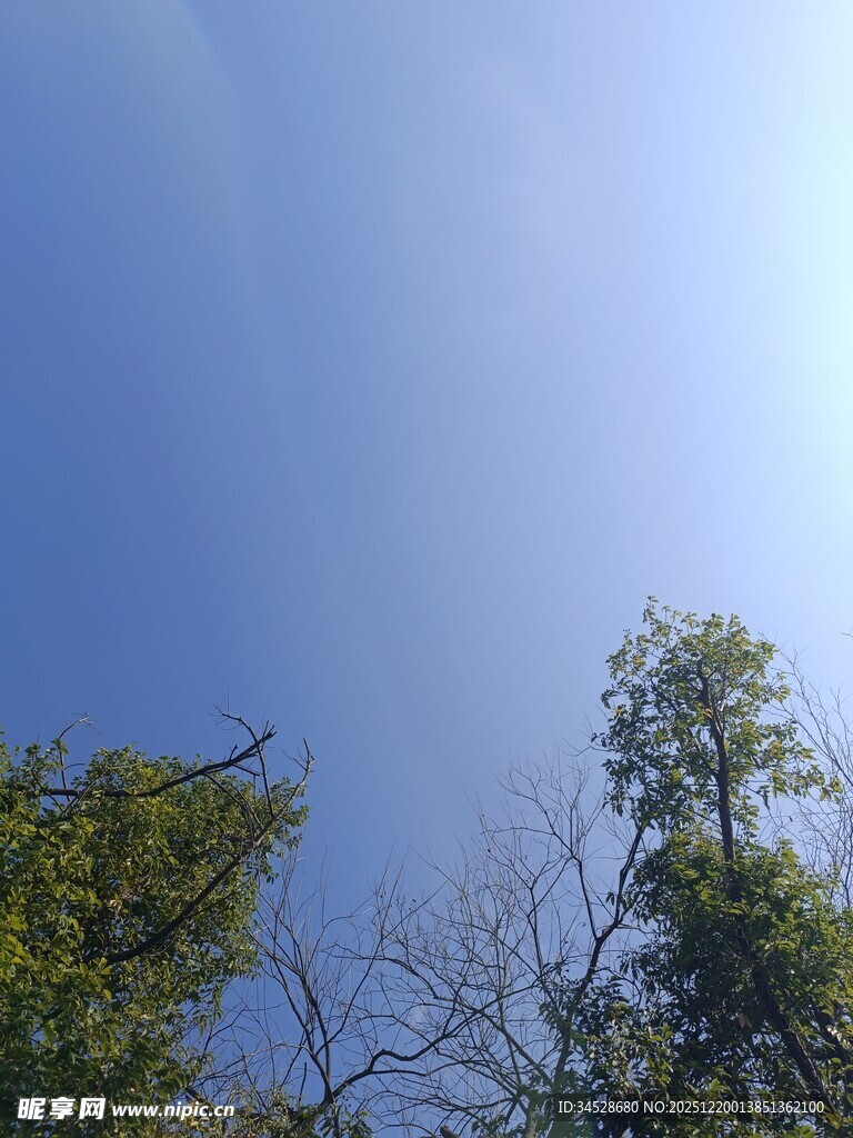 蓝天绿树自然景致