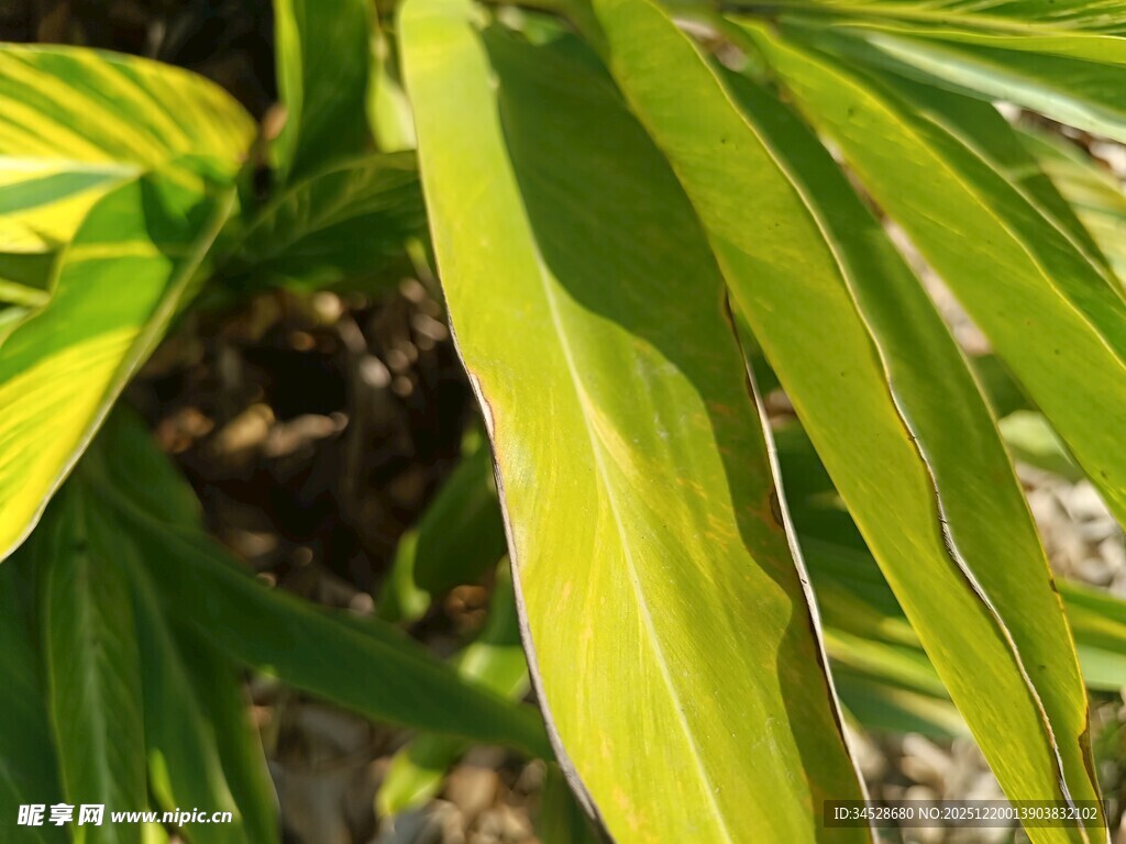 翠绿斑斓的热带植物叶片