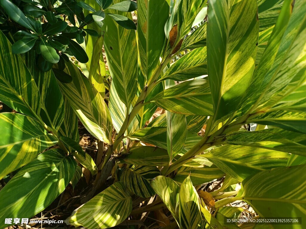 阳光下的翠绿棕榈叶