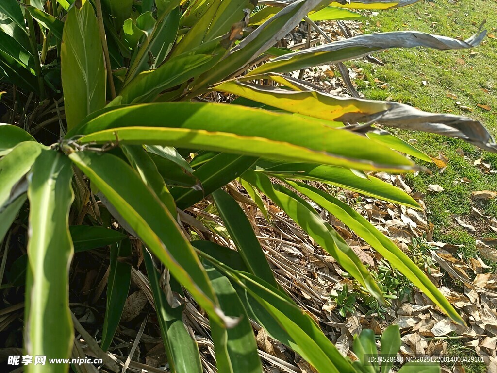 翠绿植物叶片特写