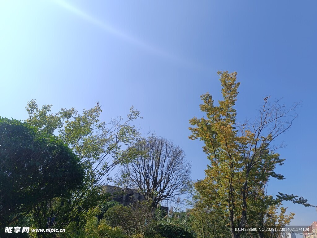 晴朗蓝天与葱郁树木
