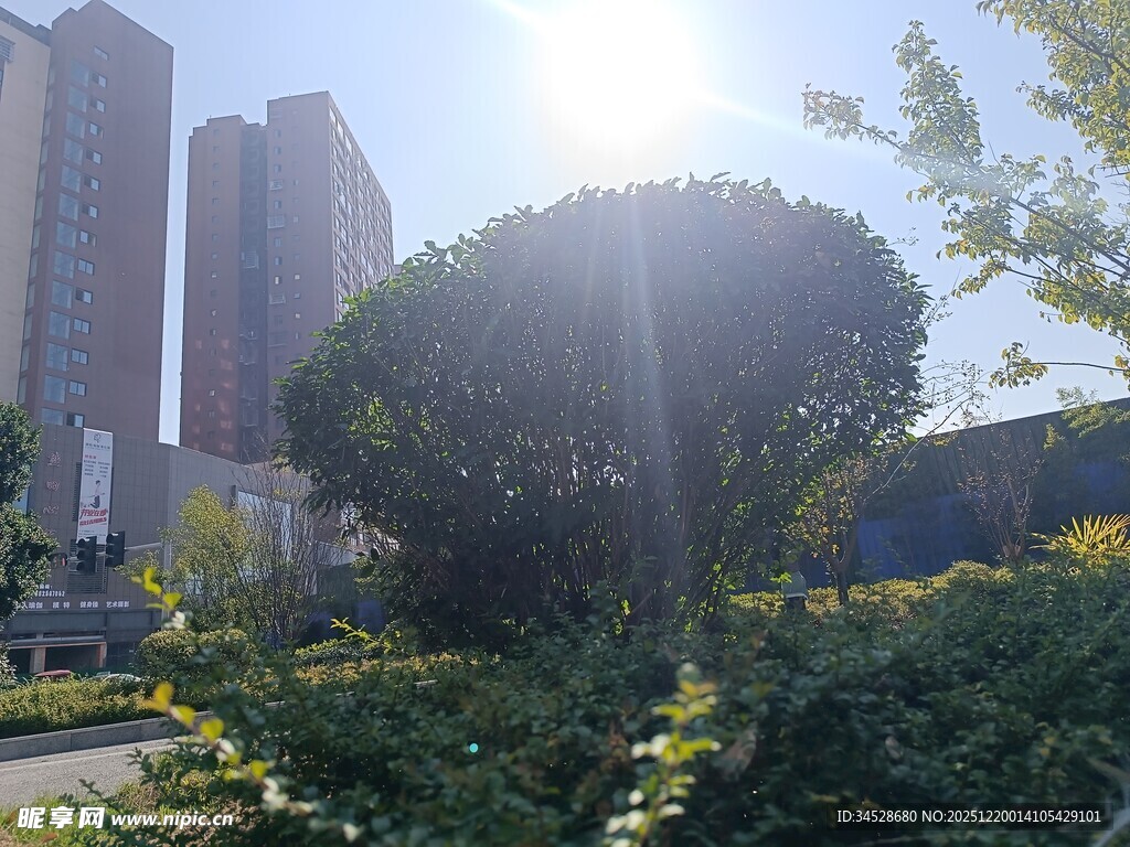 城市中阳光照耀的绿植景观