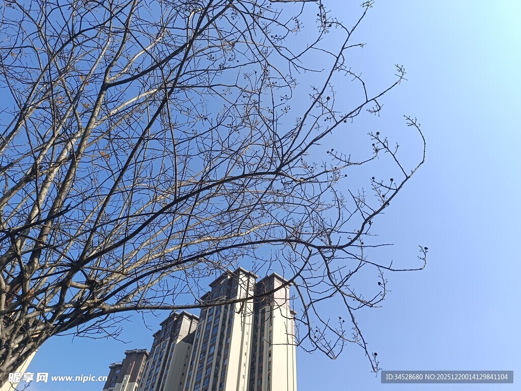 蓝天枯树旁的高楼