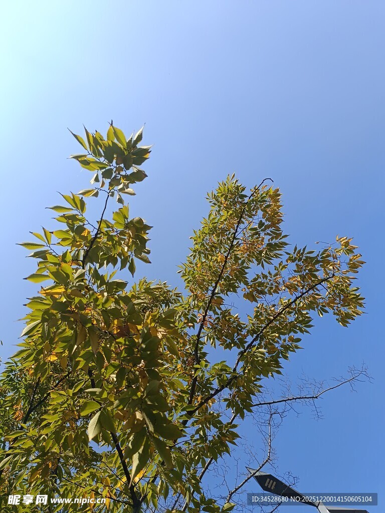 蓝天映衬下的繁茂绿树