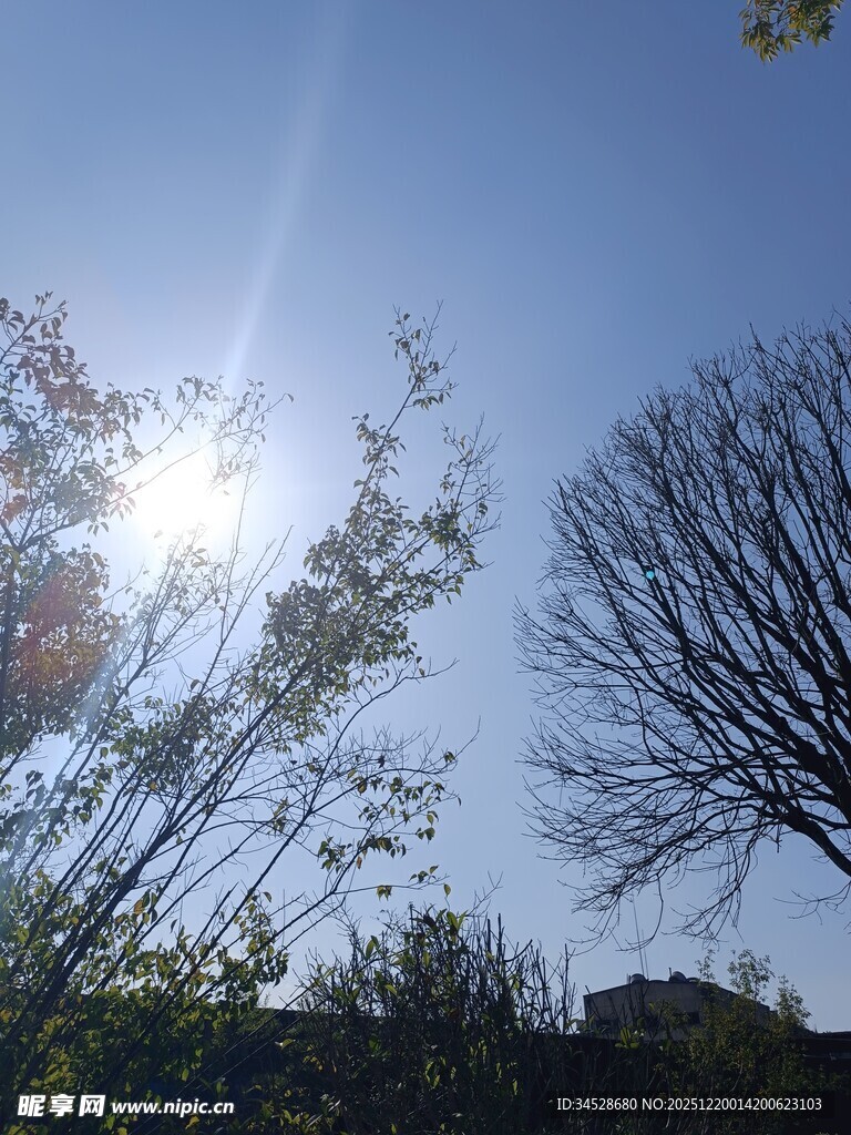 阳光下的树木与蓝天